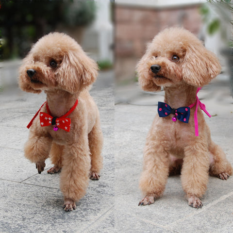 Pet accessories bow