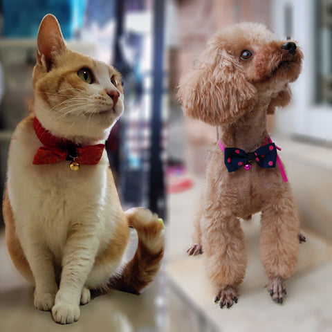 Pet accessories bow